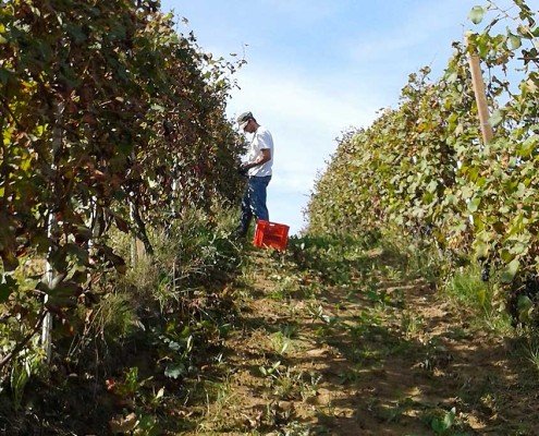 Vendemmia tra i filari