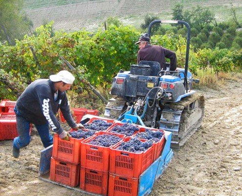 verso fine vendemmia