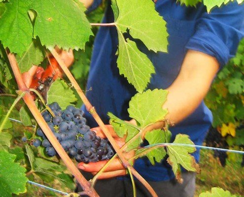 Vendemmia in corso