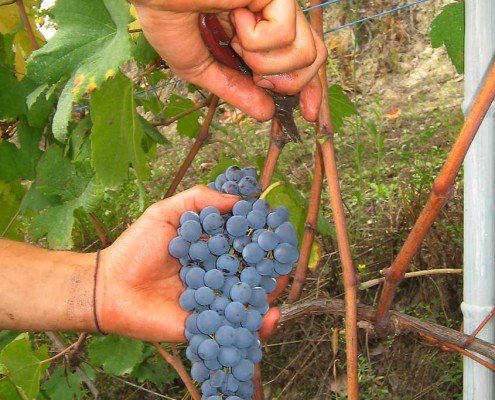 Vendemmia in corso