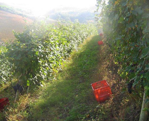 vendemmia in vigna Principiano