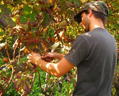 Francesco Principiano in vendemmia