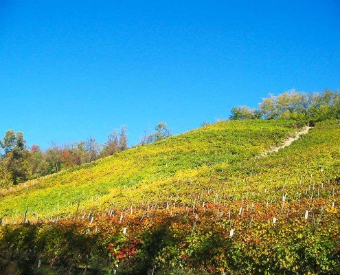 Periodo di vendemmia