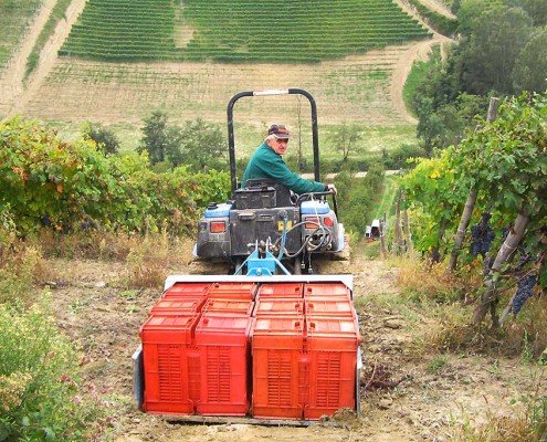 Inizio della vendemmia