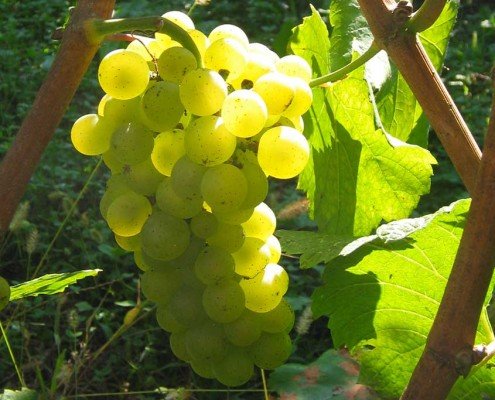 Grappoli di chardonnay