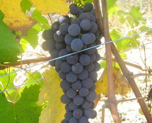 Grappoli di nebbiolo