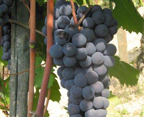 Grappoli di nebbiolo