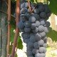 Grappoli di nebbiolo