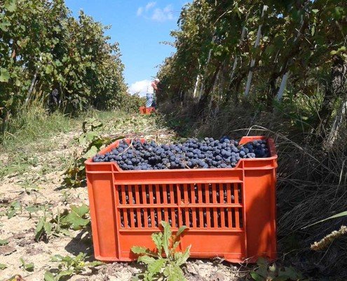 Vendemmia nelle vigne Principiano