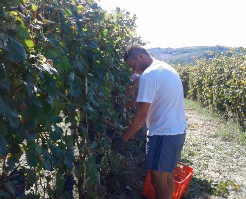 Francesco Principiano in vendemmia