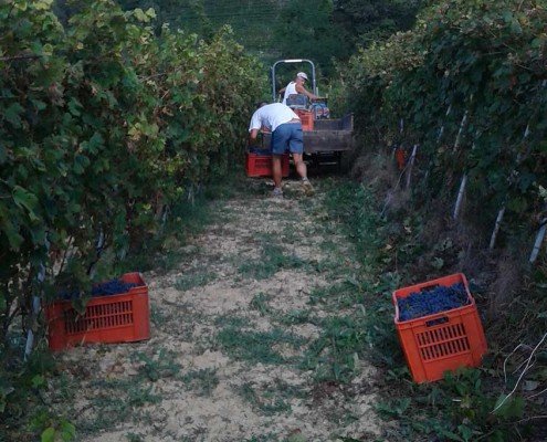 Francesco e Giuseppe Principiano in vendemmia