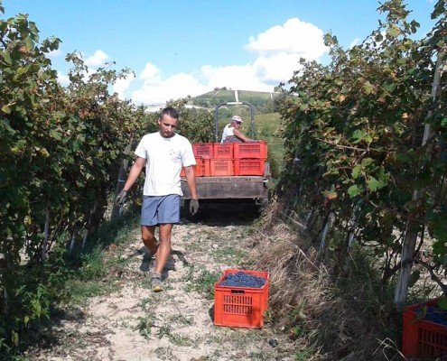 Francesco e Giuseppe Principiano in vendemmia