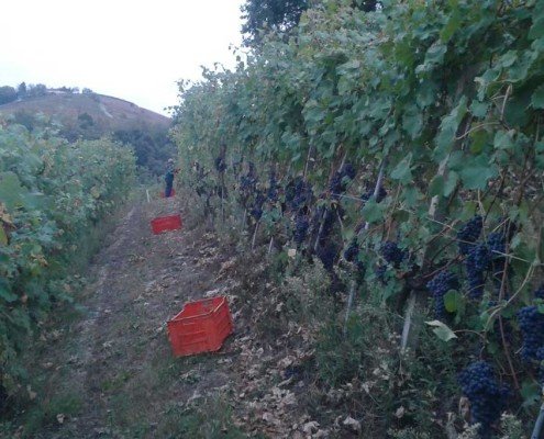 Vendemmia nei poderi principiano