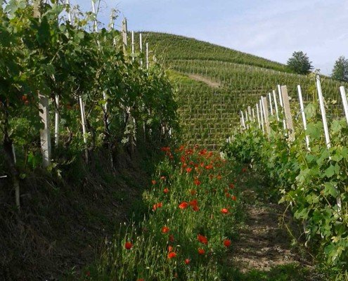 Le vigne Principiano